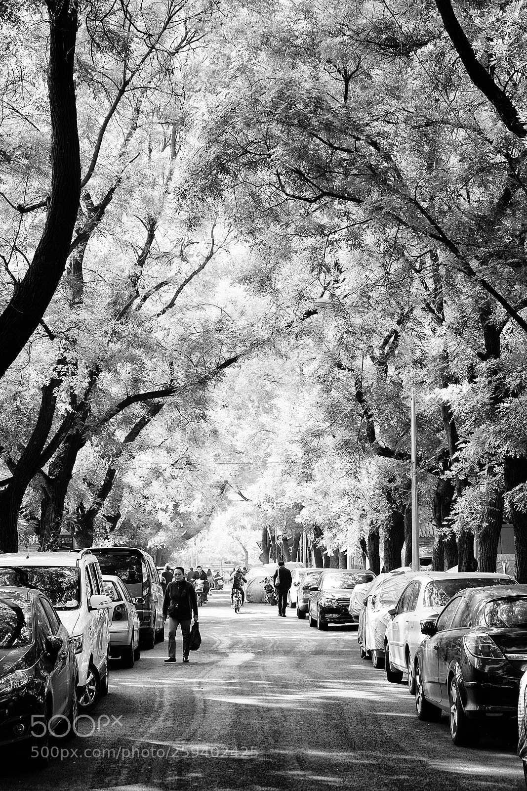Fujifilm X-T1 sample photo. Roadside tree　街头树 photography