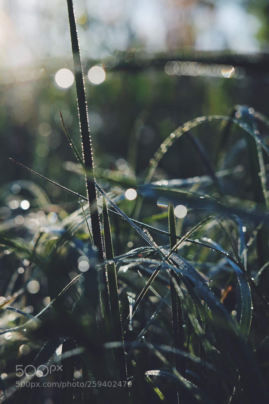 Fujifilm X-T1 sample photo. Morning photography