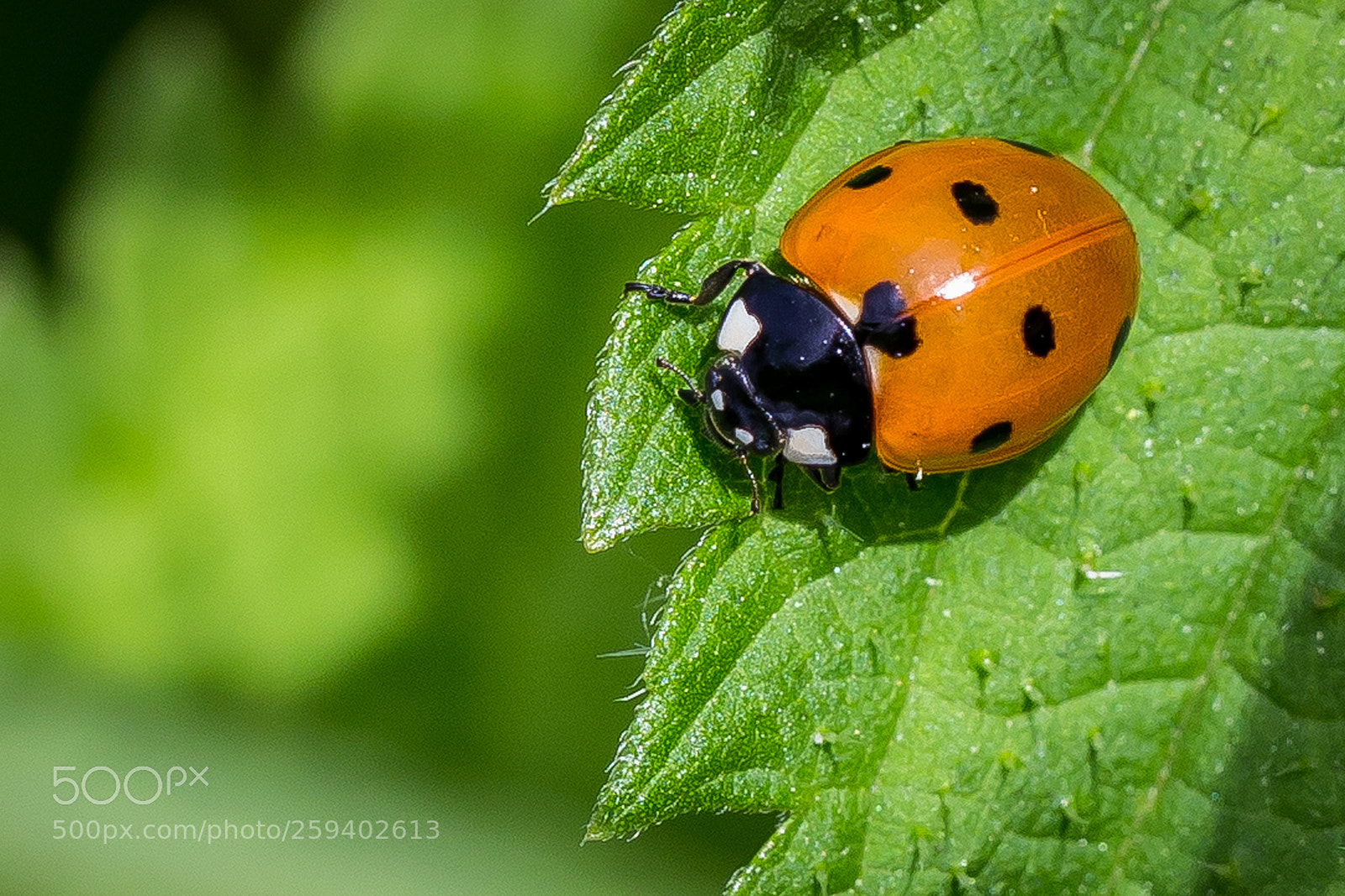 Canon EOS 6D sample photo. Untitled photography