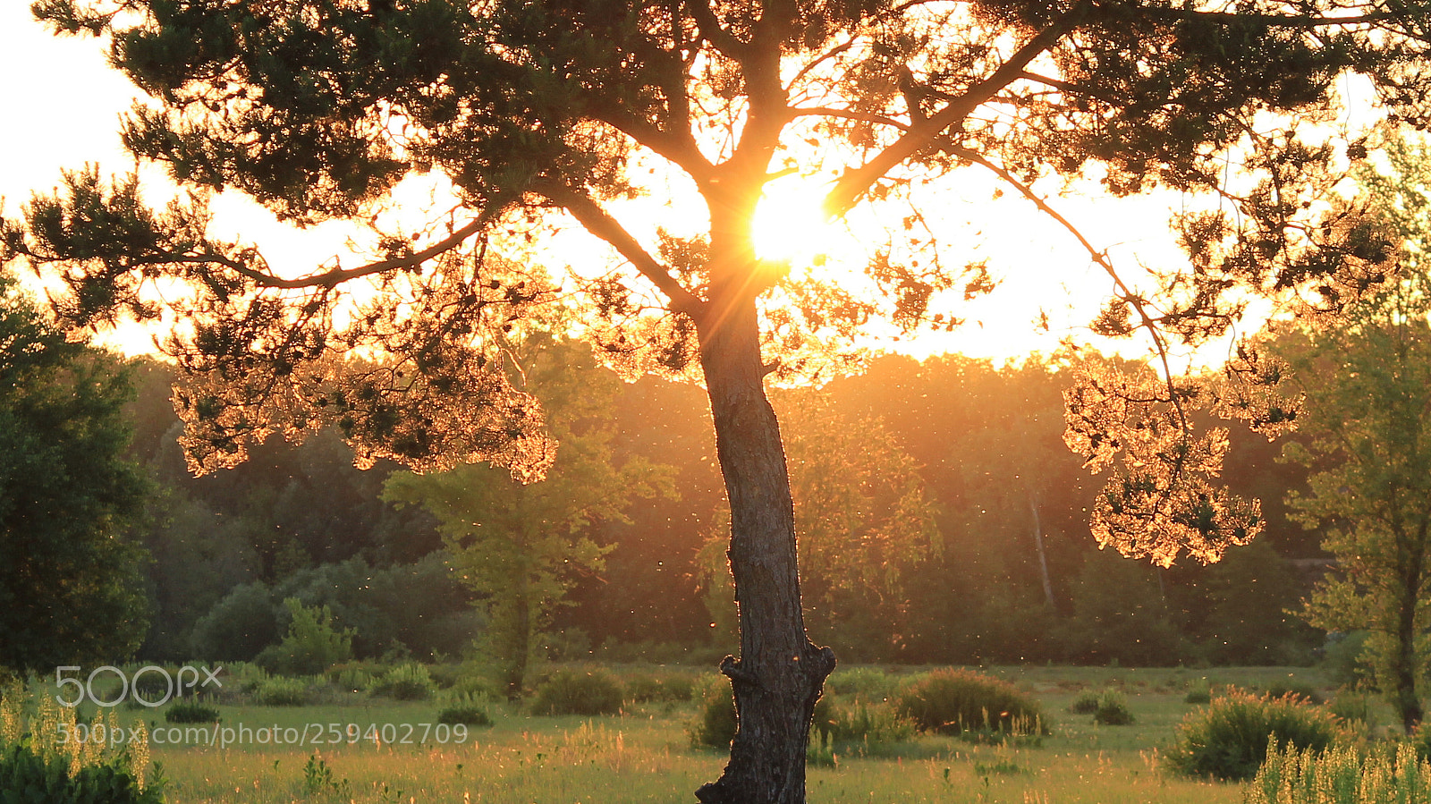 Canon EOS 1200D (EOS Rebel T5 / EOS Kiss X70 / EOS Hi) sample photo. Behind the tree photography