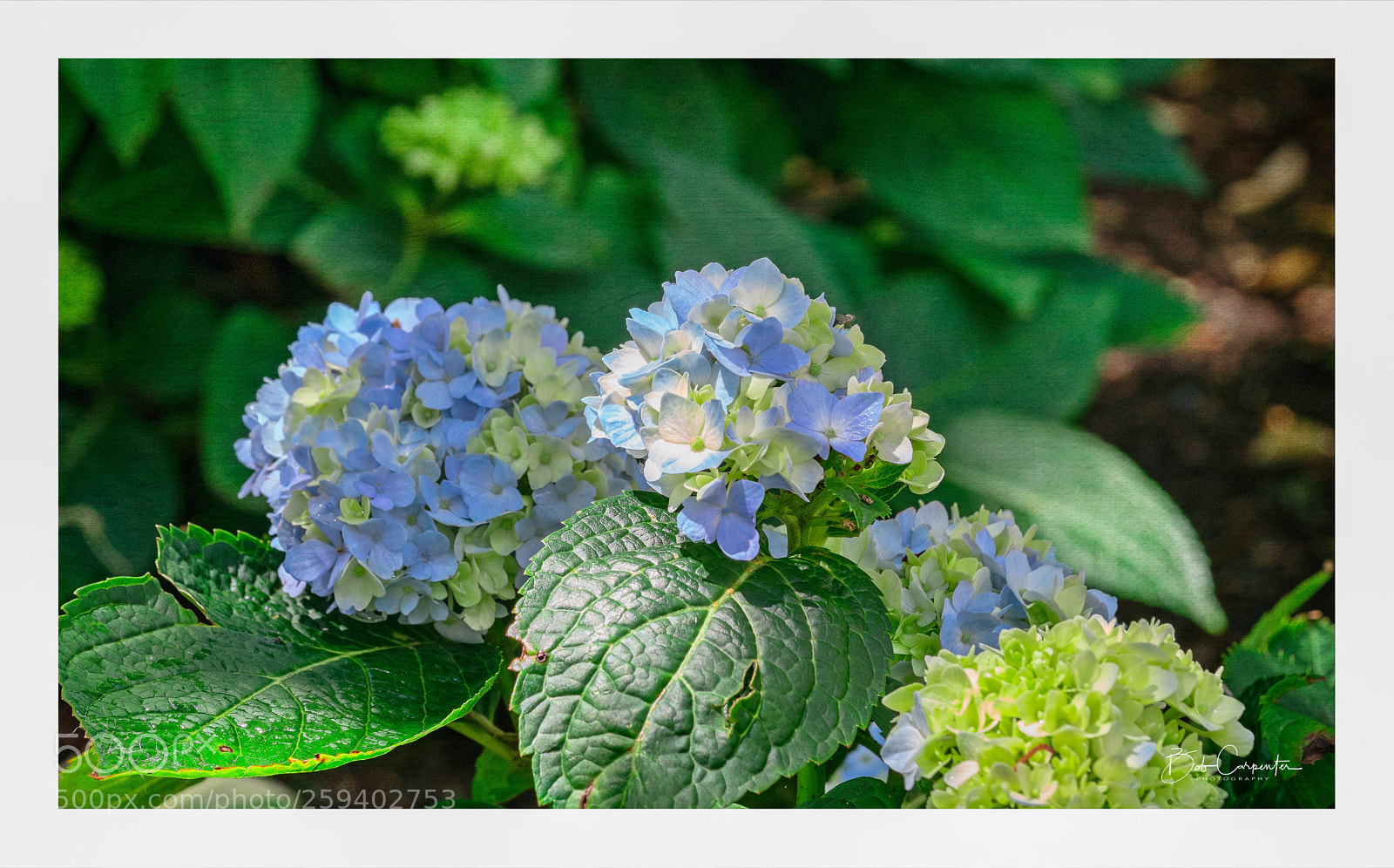 Sony a7R II sample photo. Hydrangea blooms photography