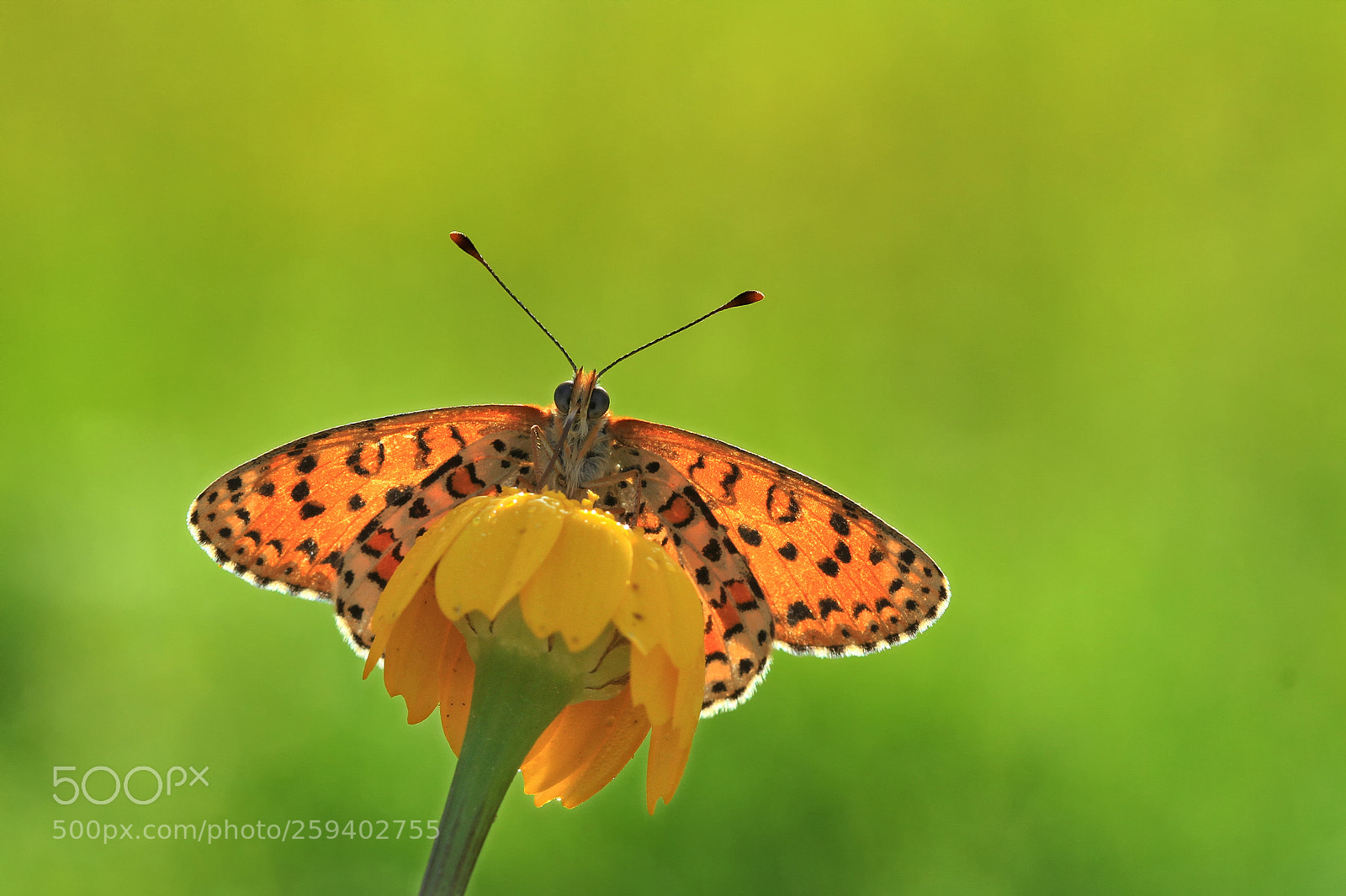 Canon EOS 7D sample photo. Macro photography