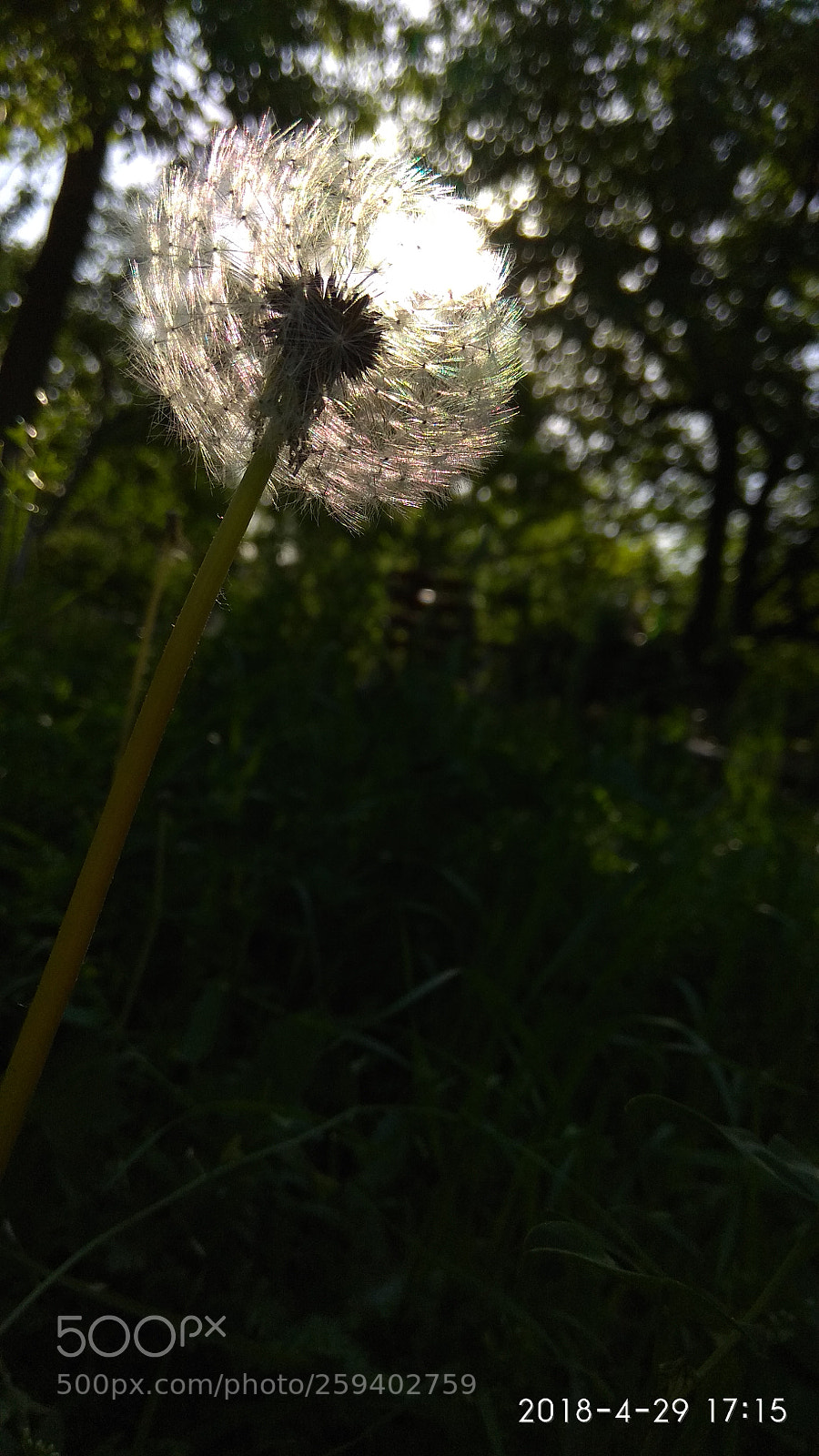 Xiaomi Redmi Note 4 sample photo. Untitled photography