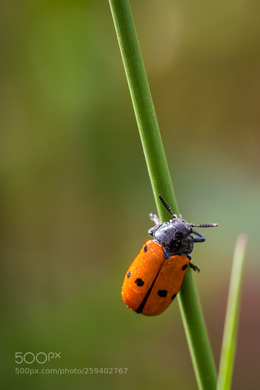 Canon EOS 6D sample photo. Untitled photography
