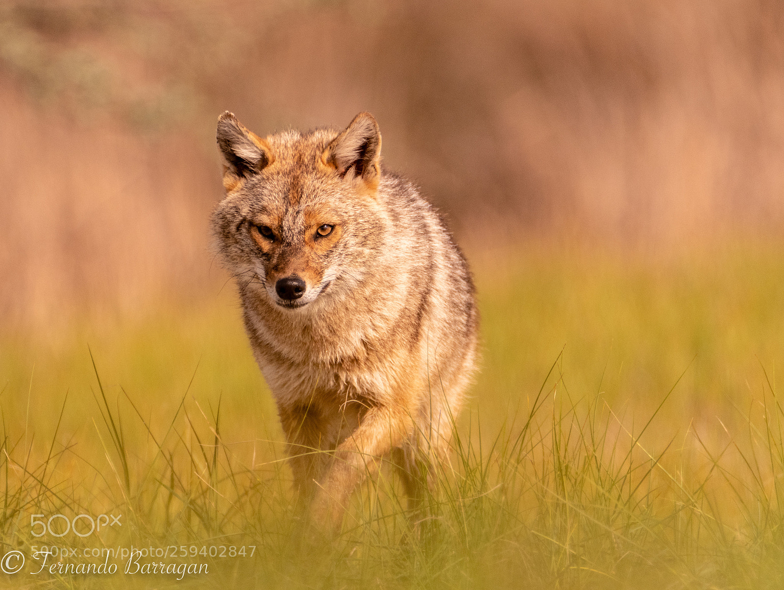 Nikon D500 sample photo. Chacal de frente, chacal photography