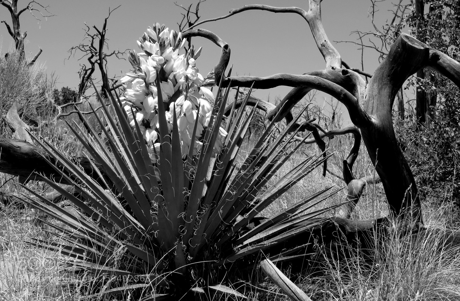 Canon PowerShot SX40 HS sample photo. Blooming yucca with dead photography