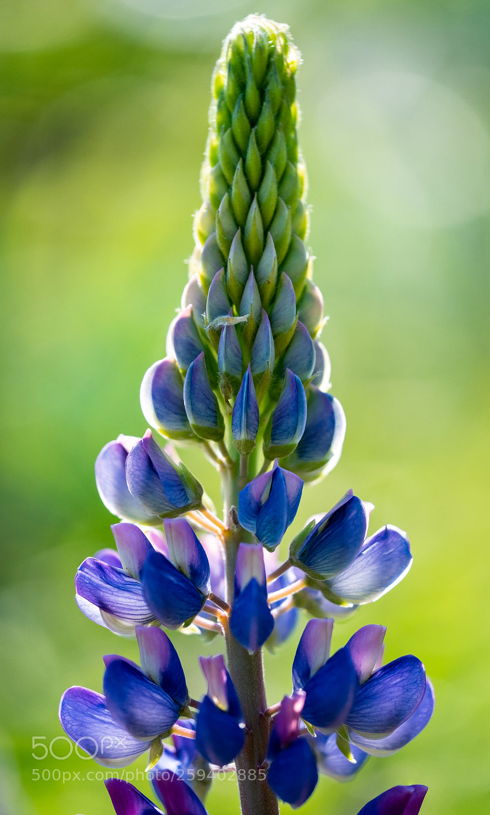 Fujifilm X-T2 sample photo. 1.jpg photography