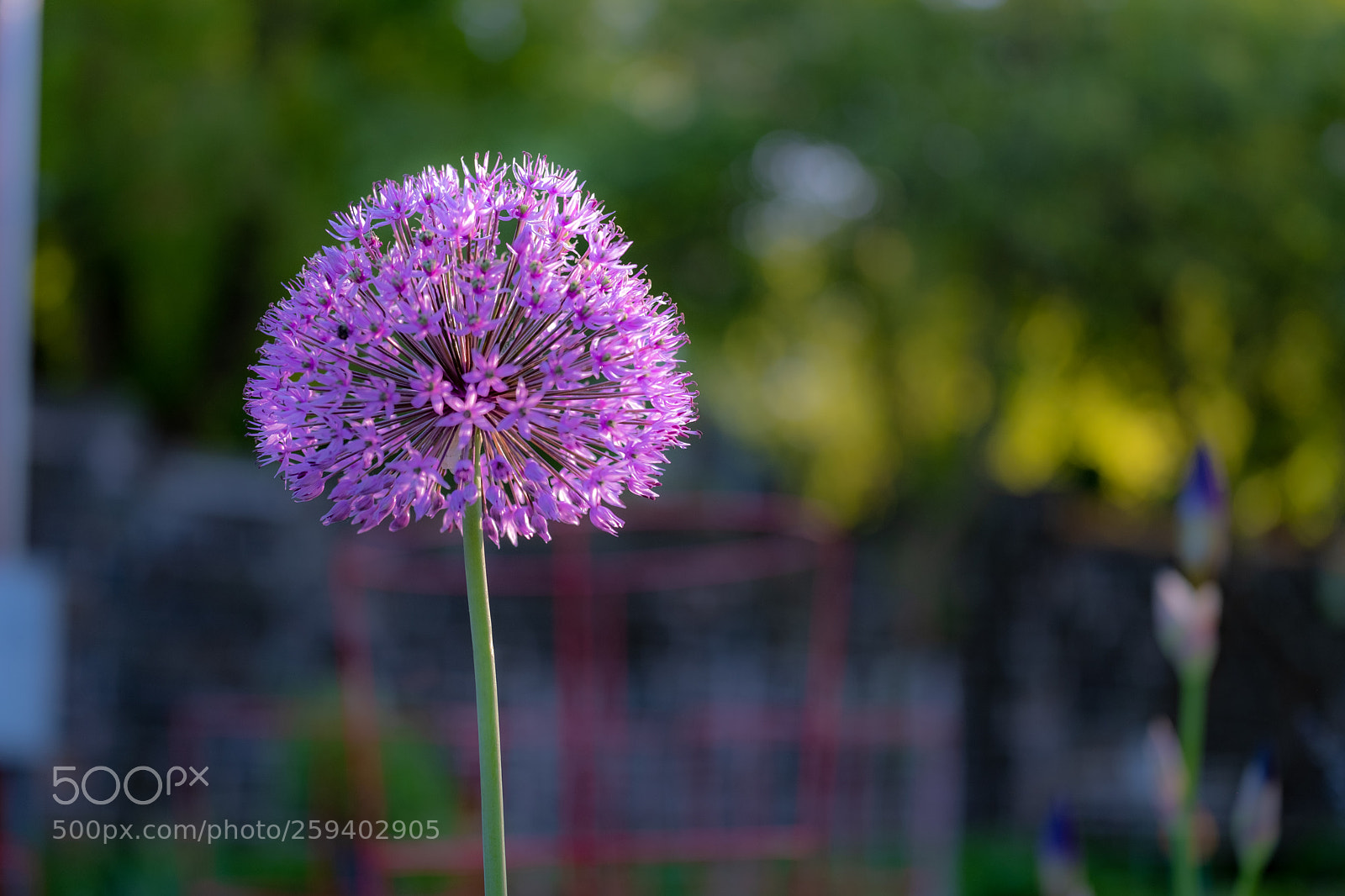 Fujifilm X-T2 sample photo. Dscf photography