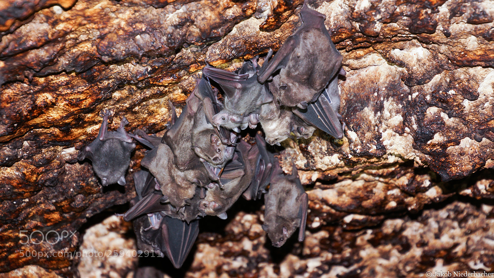 Sony ILCA-77M2 sample photo. Bats photography