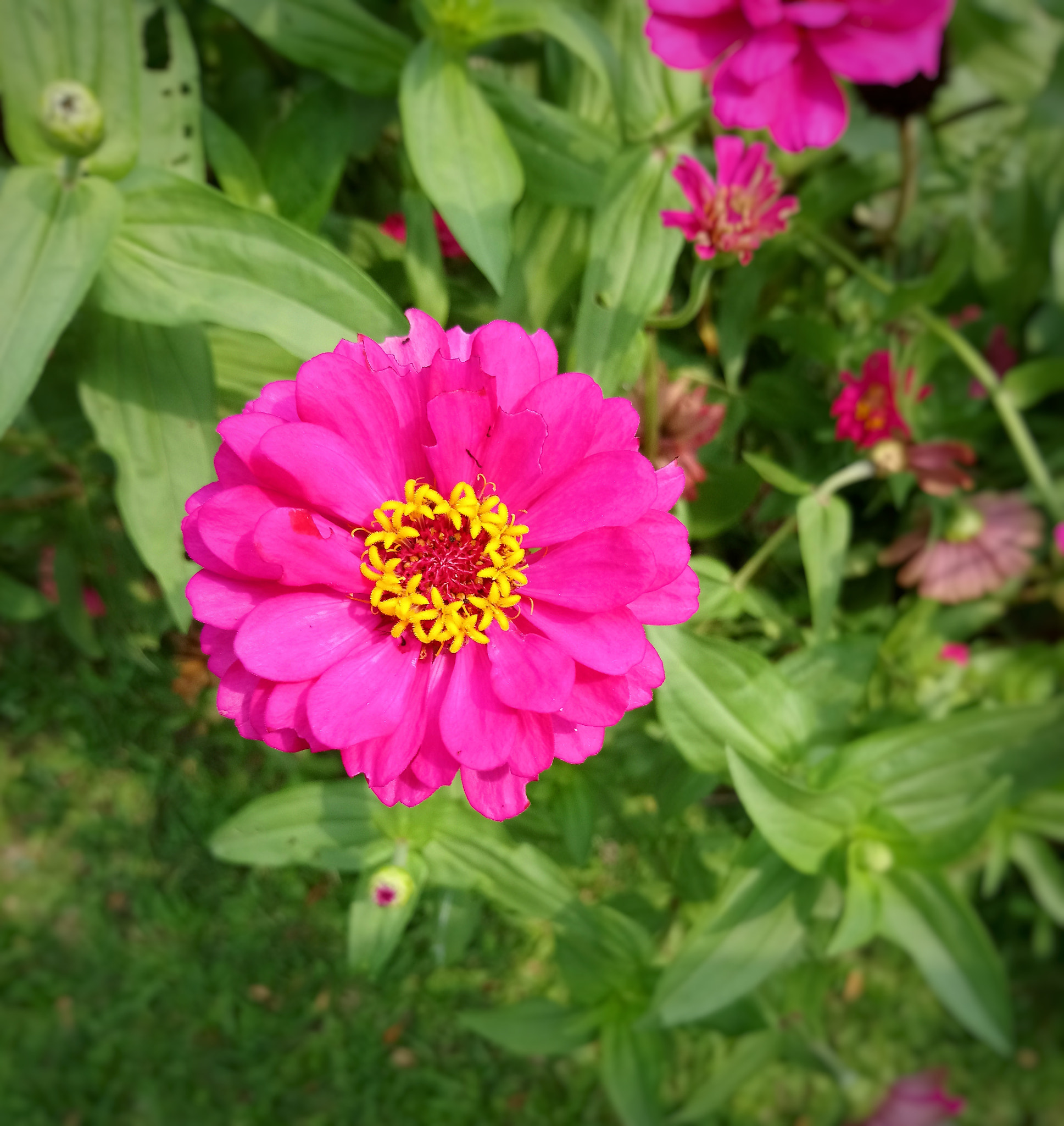 Sony Xperia XA1 Ultra sample photo. Little flower 🌸 photography