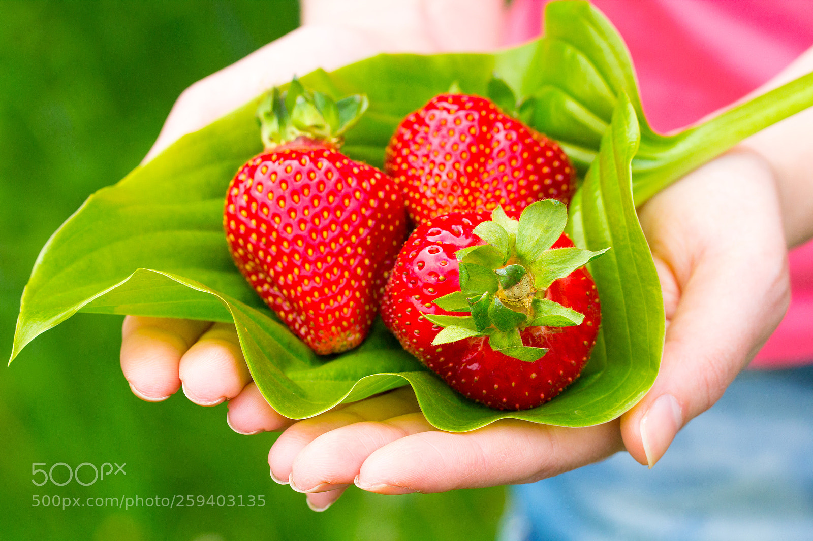 Canon EOS 60D sample photo. Strawberry fresh summer in photography
