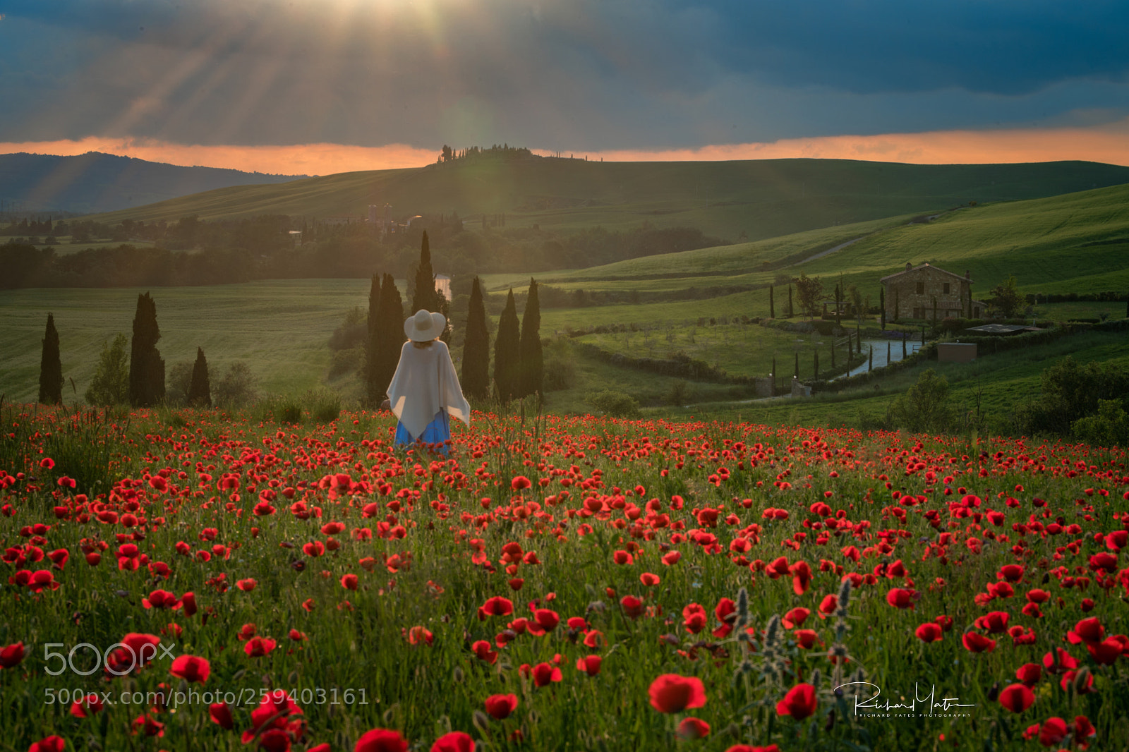 Nikon D5 sample photo. Maria in poppy field photography