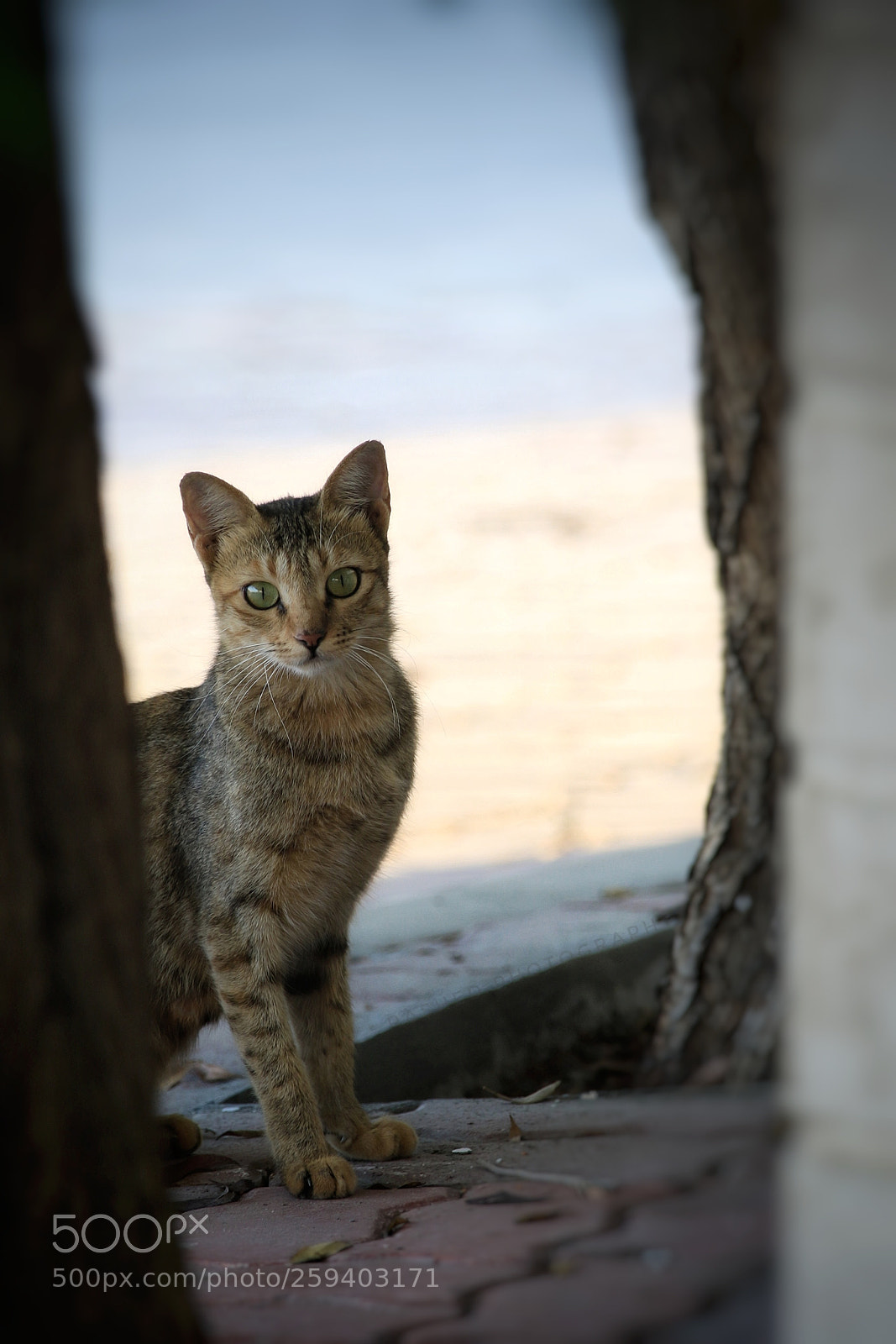 Canon EOS 7D Mark II sample photo. Untitled photography