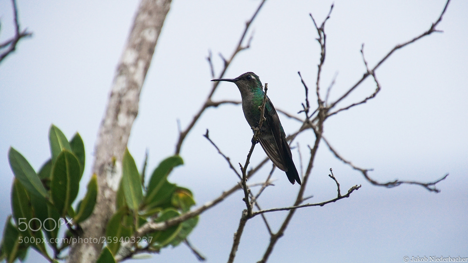 Sony ILCA-77M2 sample photo. Chlorostilbon ricordii (kubasmaragdkolibri) photography