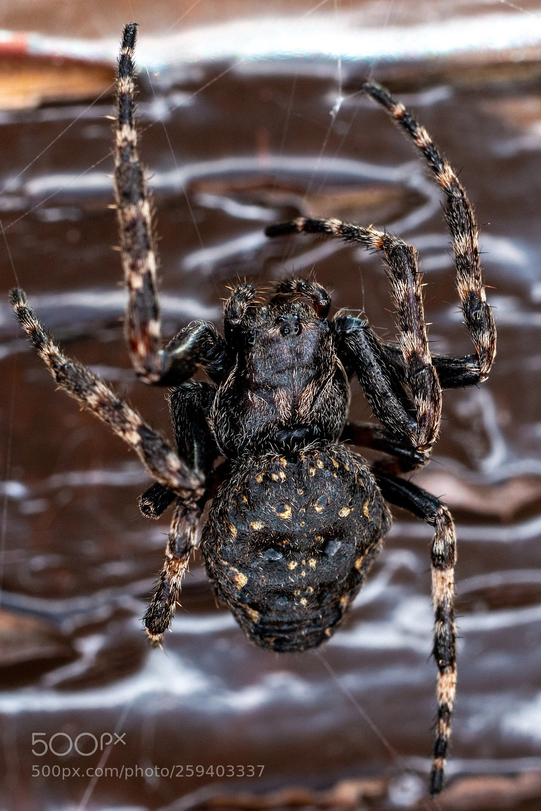 Nikon D800 sample photo. Cave spider photography