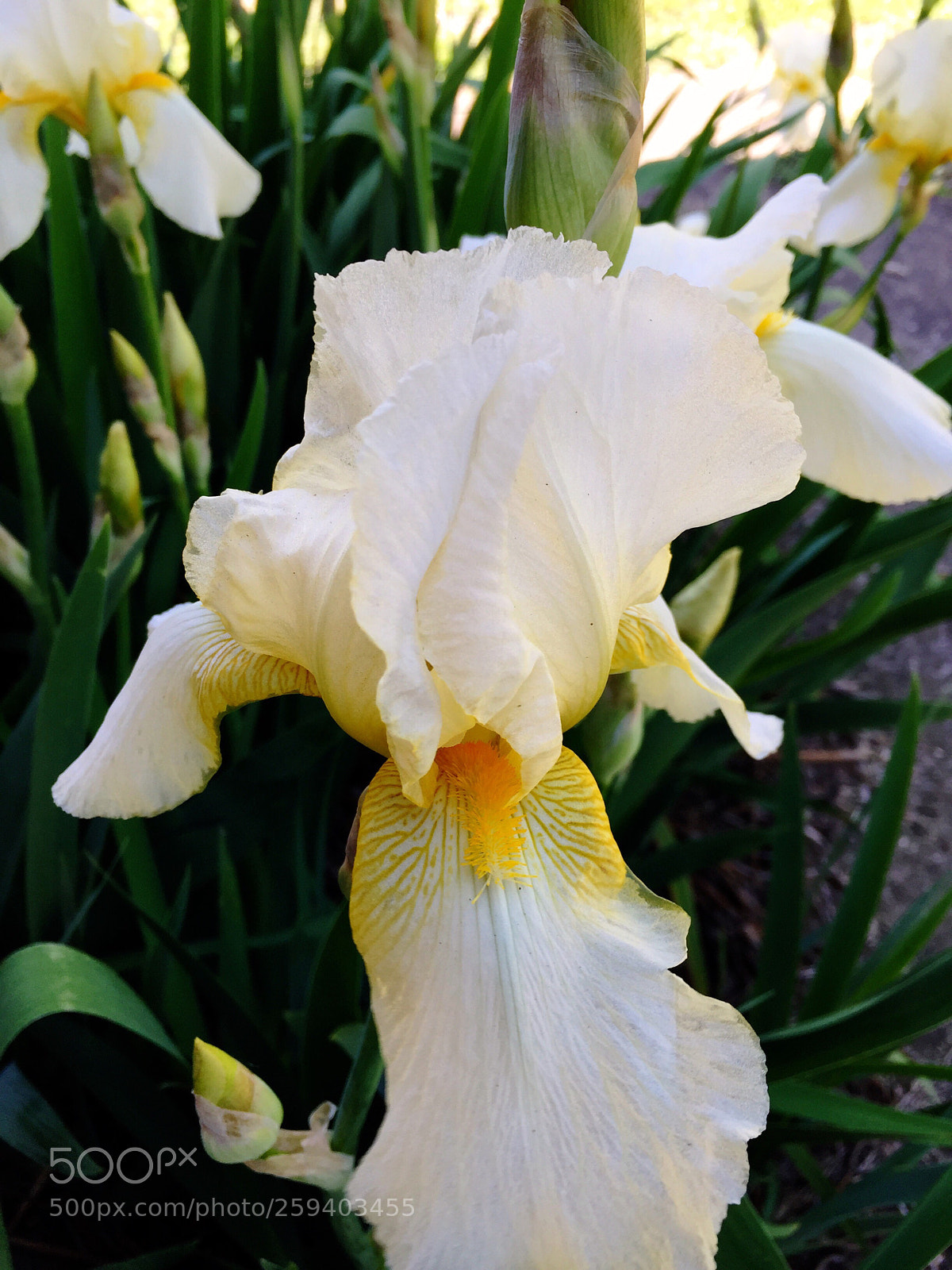 Apple iPhone 6 Plus sample photo. Today’s flower ?  photography