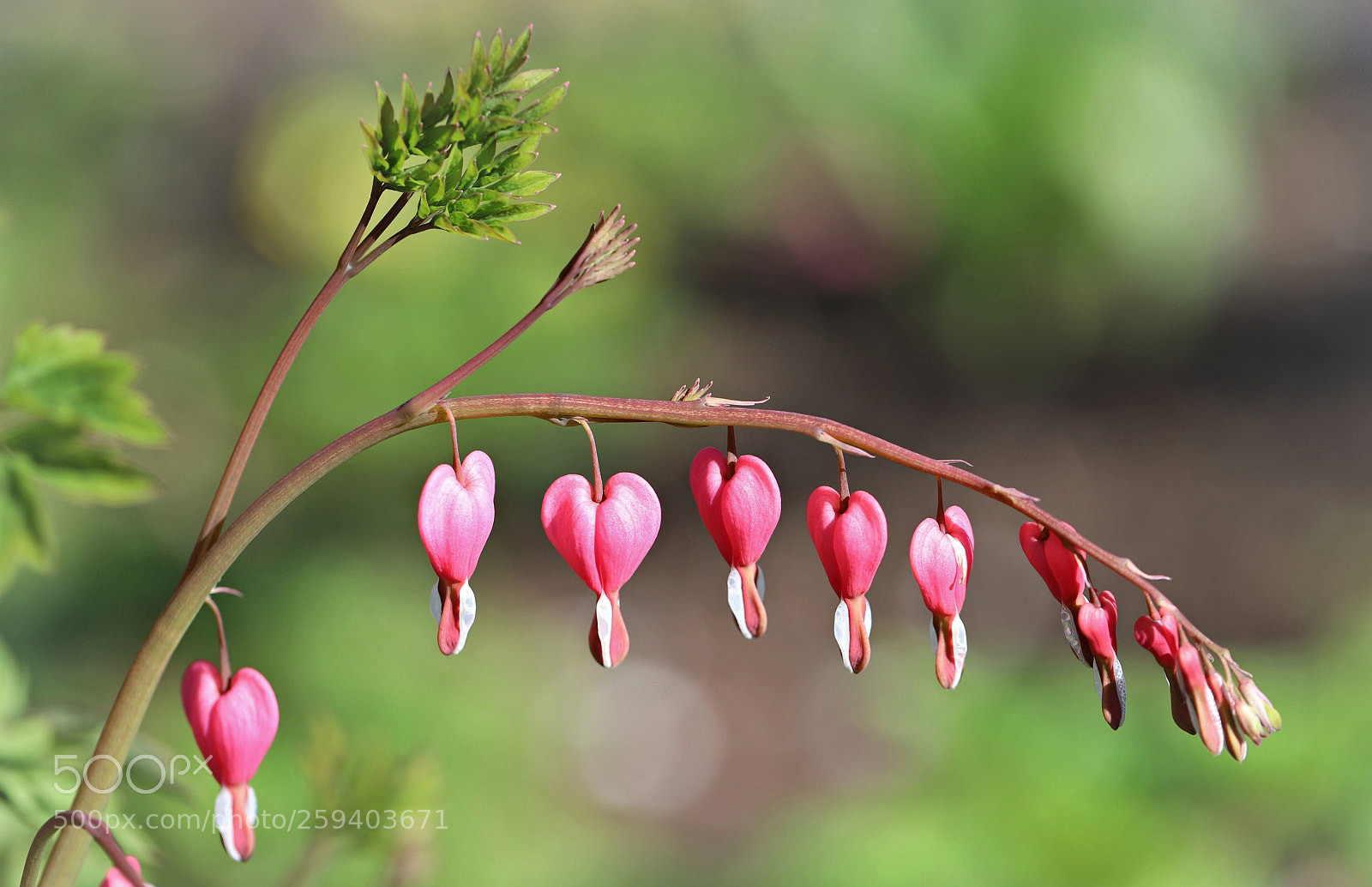 Canon EOS 6D Mark II sample photo. Bleeding hearts photography
