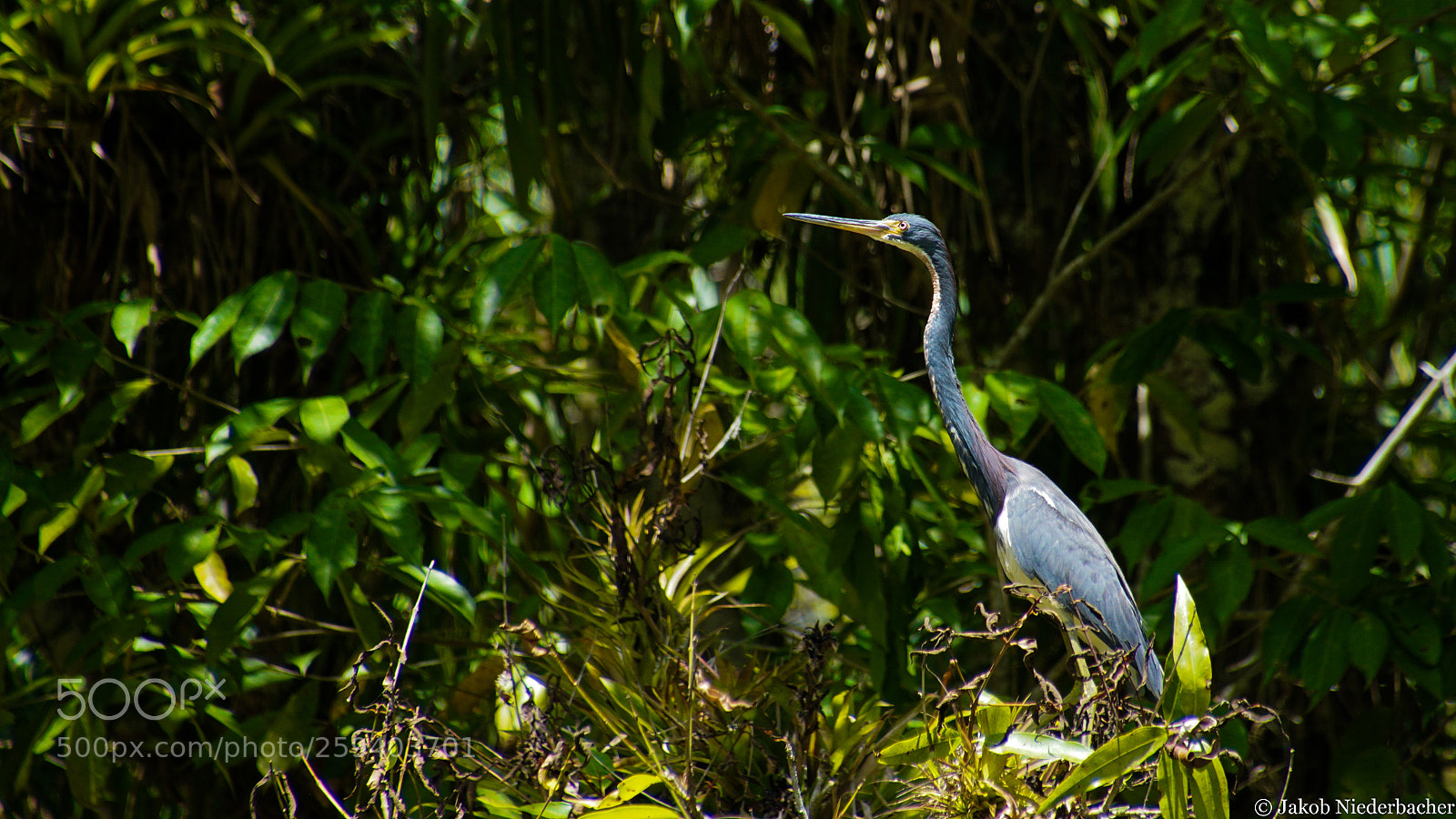 Sony ILCA-77M2 sample photo. Ardea herodias (blaureiher) photography