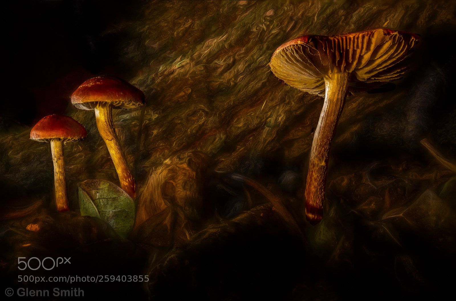 Canon EOS 60D sample photo. Fungi photography