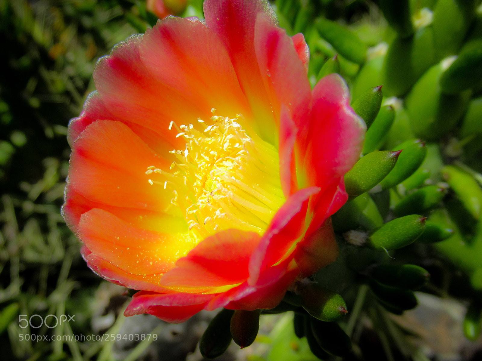 Canon PowerShot SX620 HS sample photo. Flowering succulent photography