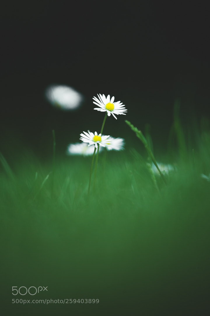 Canon EOS 5D Mark II sample photo. Darkness photography