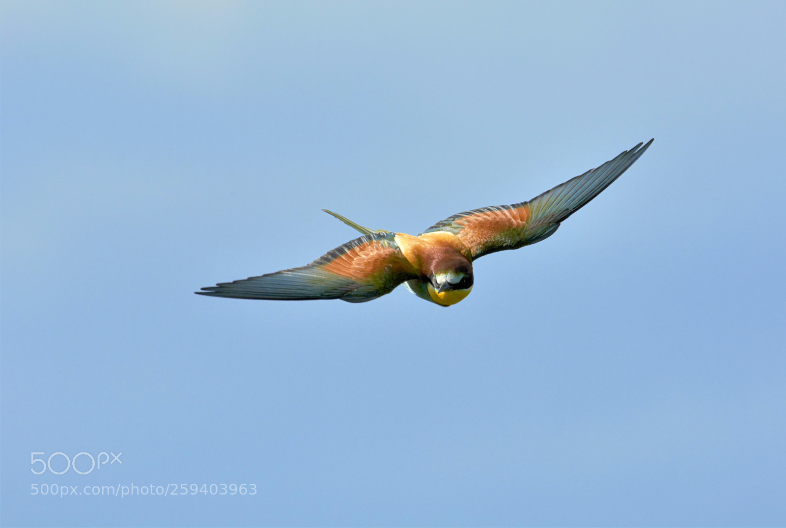 Nikon D7100 sample photo. Bee eater  0152 photography