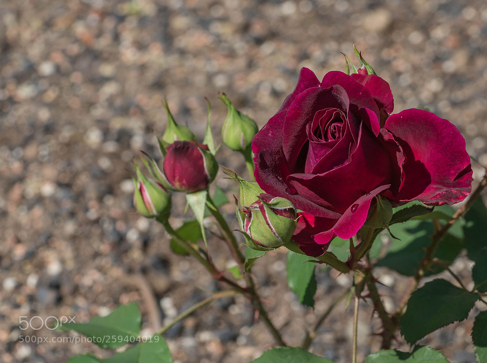 Sony a7R II sample photo. Red photography
