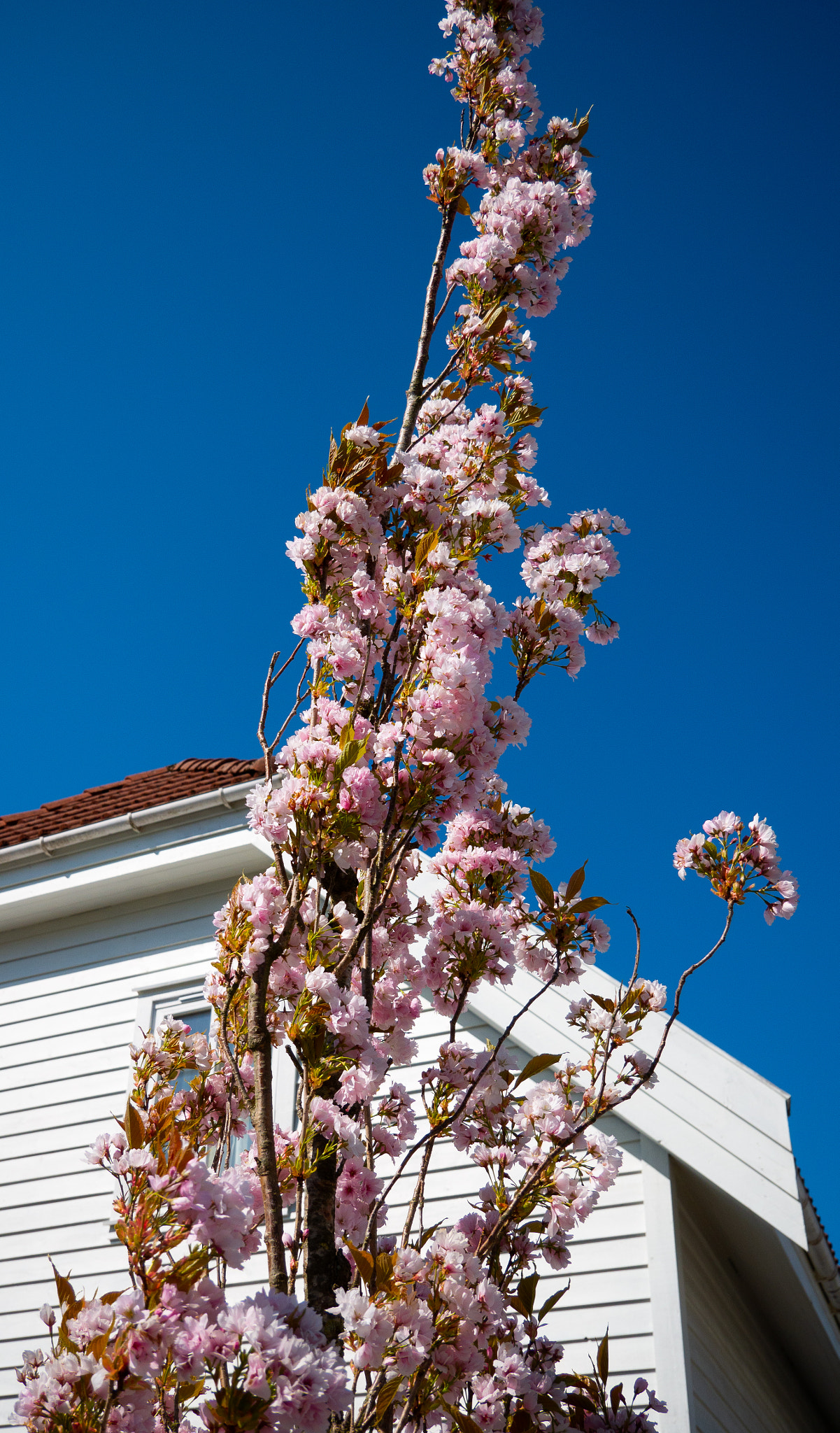 Panasonic Lumix DMC-G85 (Lumix DMC-G80) sample photo. Pink flower tree norway photography