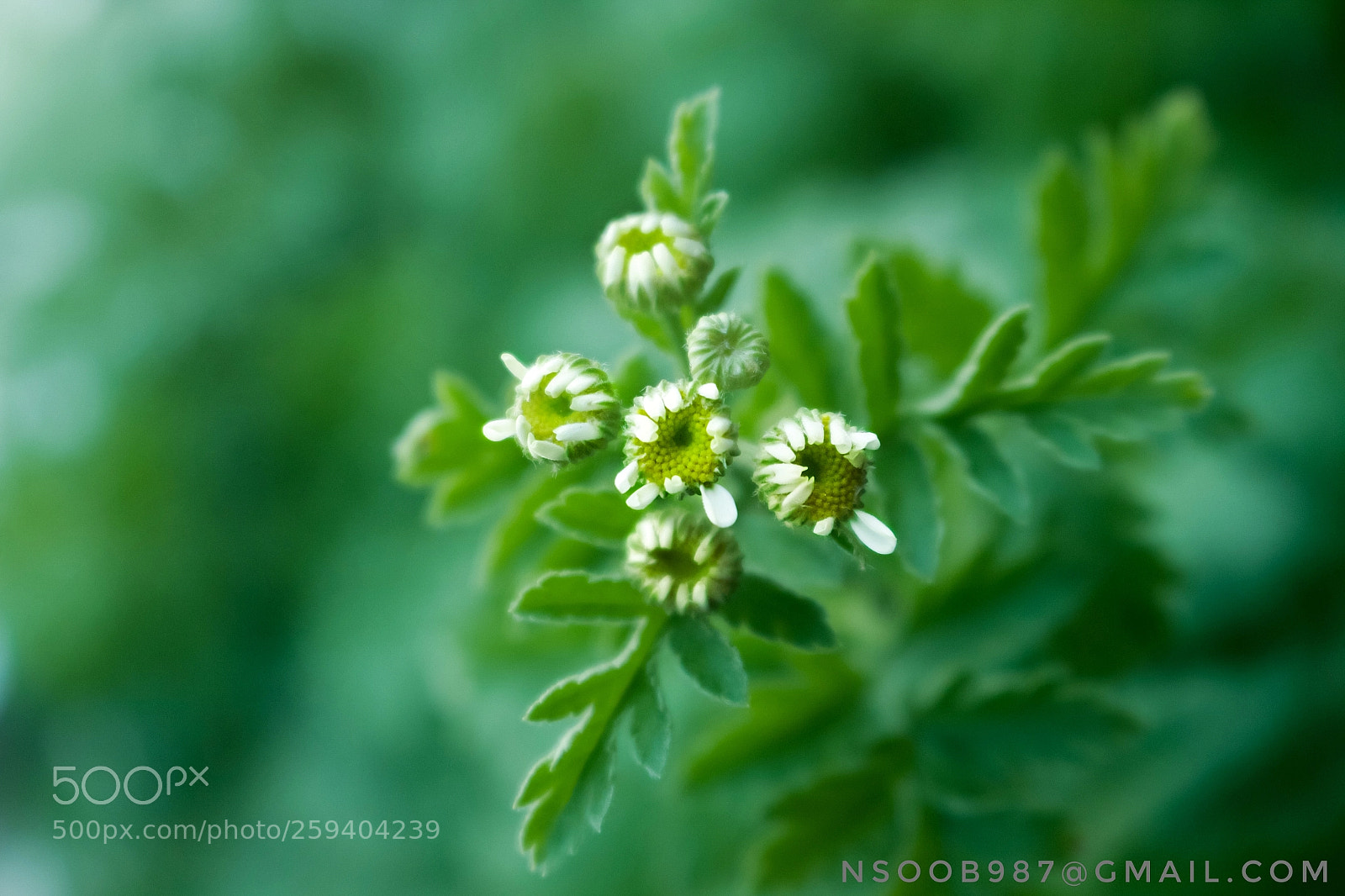 Canon EOS 700D (EOS Rebel T5i / EOS Kiss X7i) sample photo. Flowers of my little photography