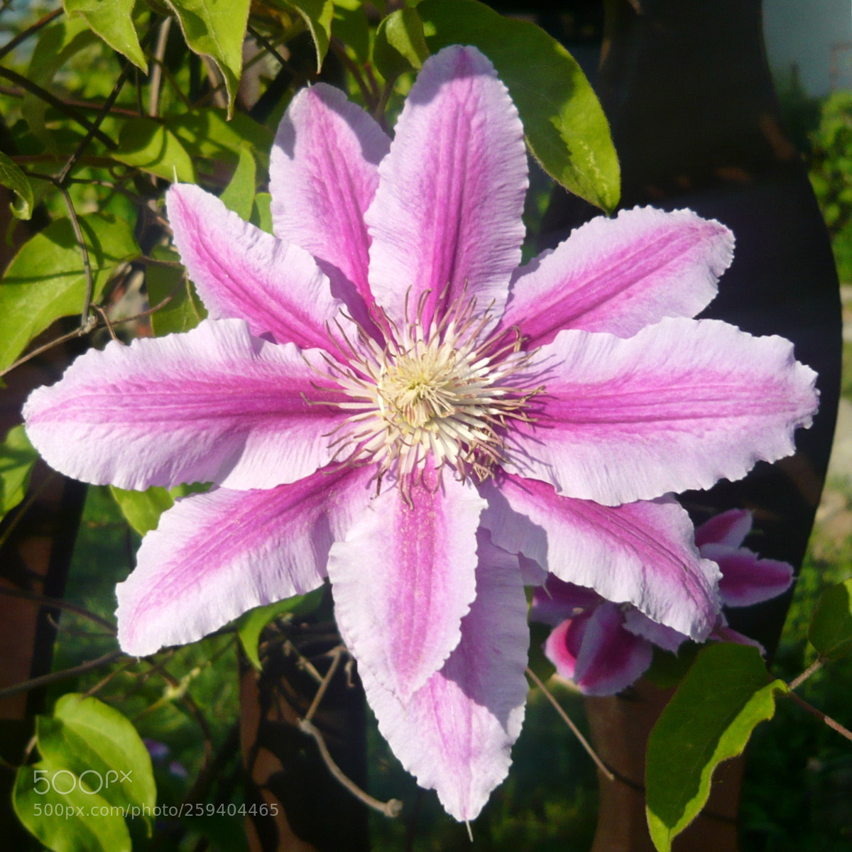 Panasonic Lumix DMC-LS80 sample photo. Clematis photography