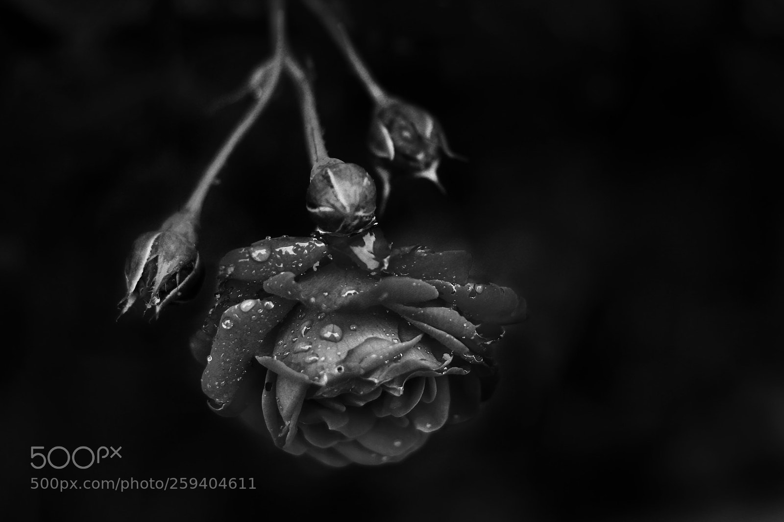 Canon EOS 60D sample photo. Wet photography