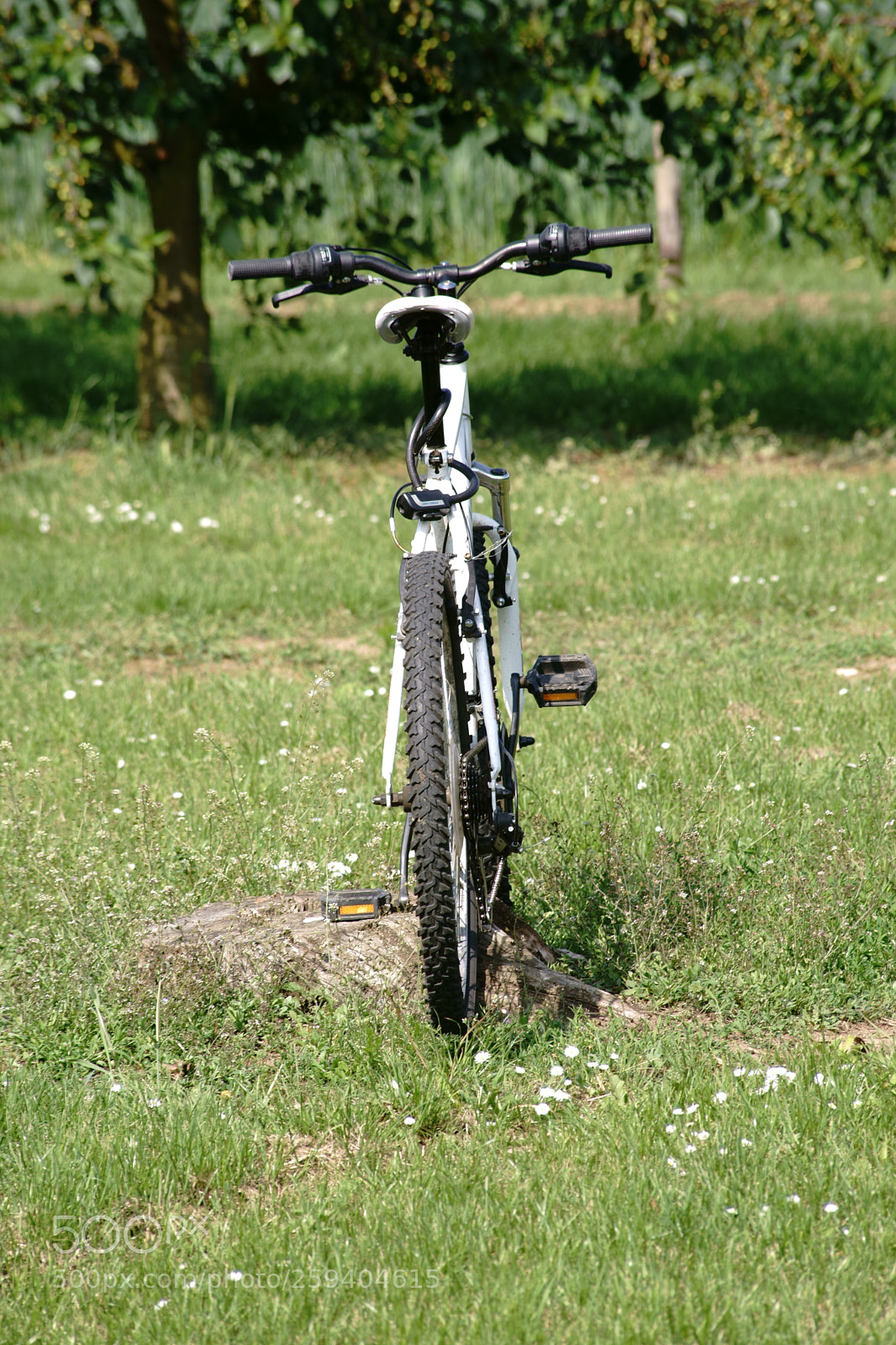 Sony a7 II sample photo. Bicycle in the cherry photography