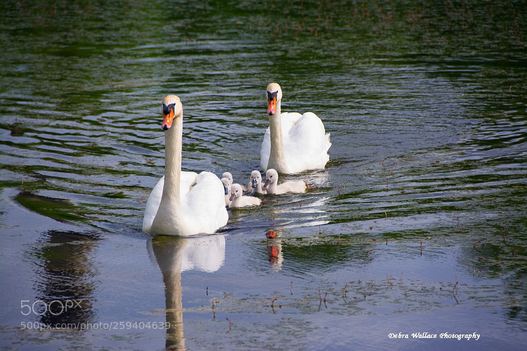 Nikon D7100 sample photo. Swans & cygnets photography