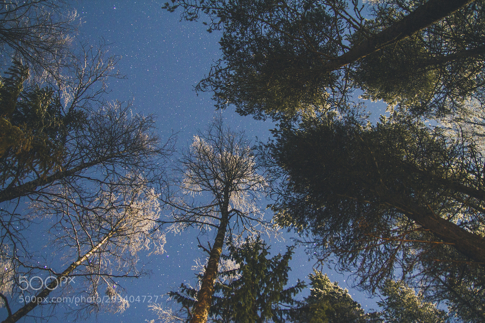 Canon EOS 60D sample photo. Starlight forest photography