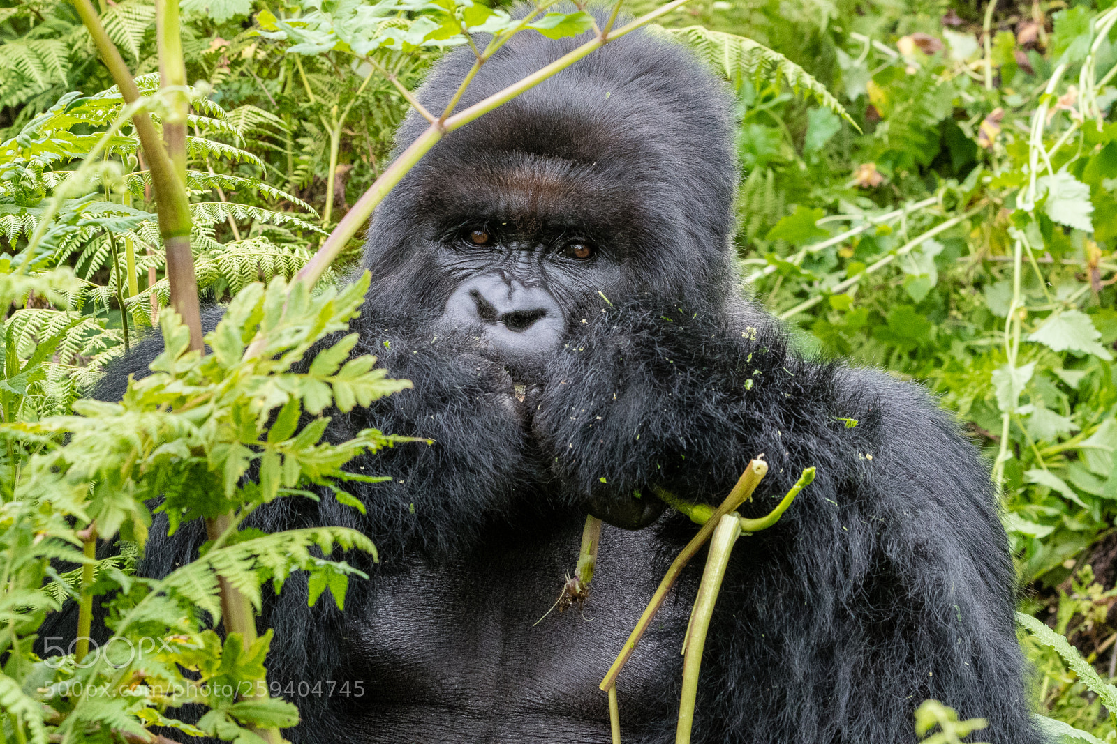 Nikon D500 sample photo. Silverback in his salad photography