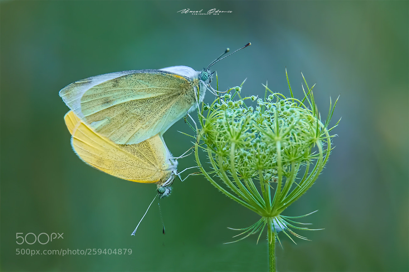 Nikon D850 sample photo. Beauties of nature 30 photography
