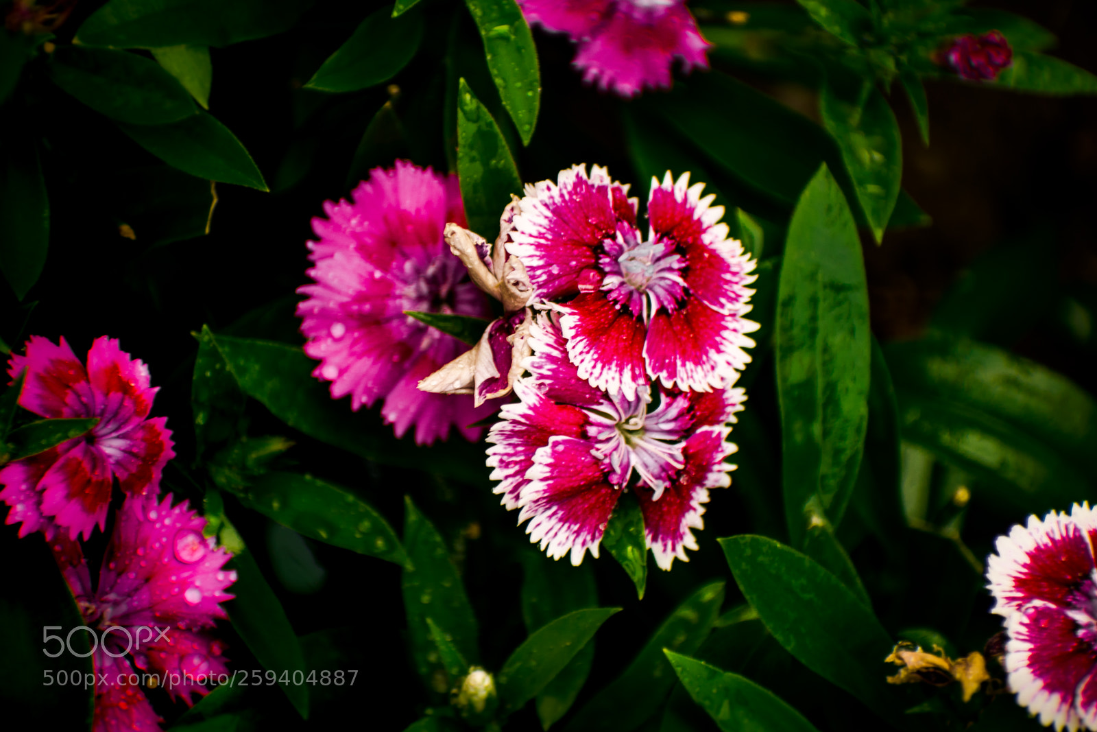 Nikon D5300 sample photo. Flowercloseup photography