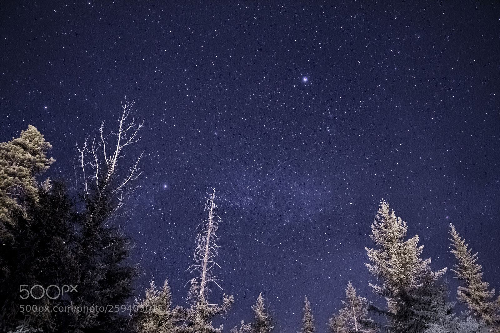 Canon EOS 60D sample photo. Starlight canopy photography