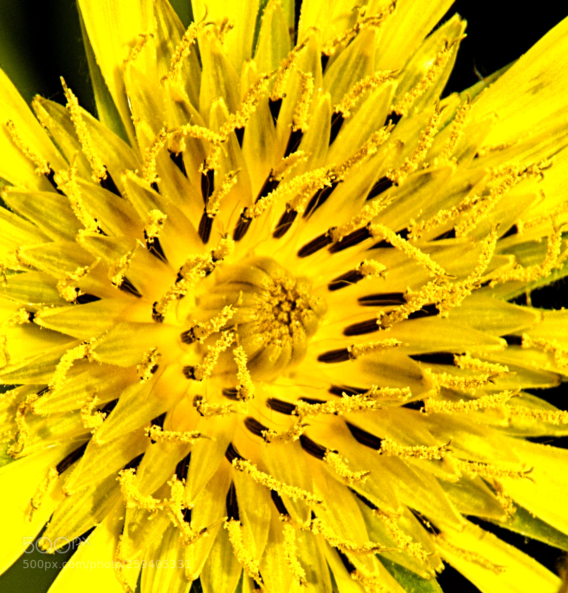 Nikon D7200 sample photo. Salsify extreme closeup photography