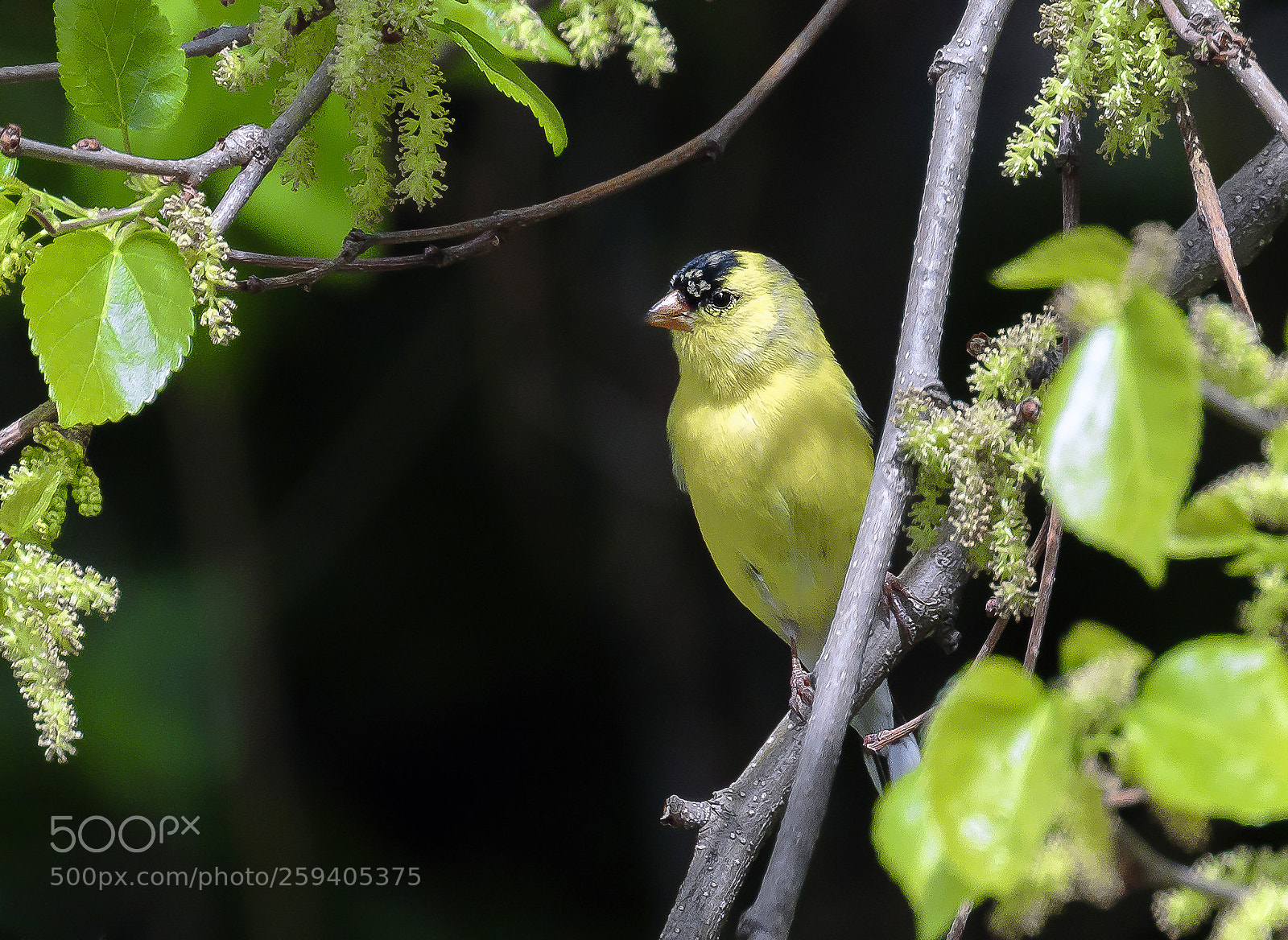 Canon EOS 7D Mark II sample photo. Gold finch photography