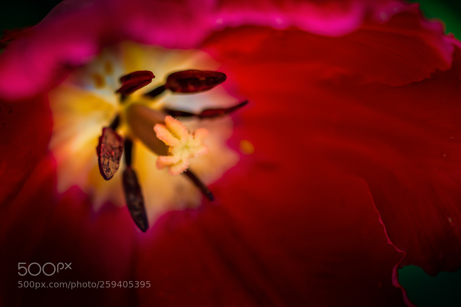 Nikon D7100 sample photo. Heart of a tulip photography