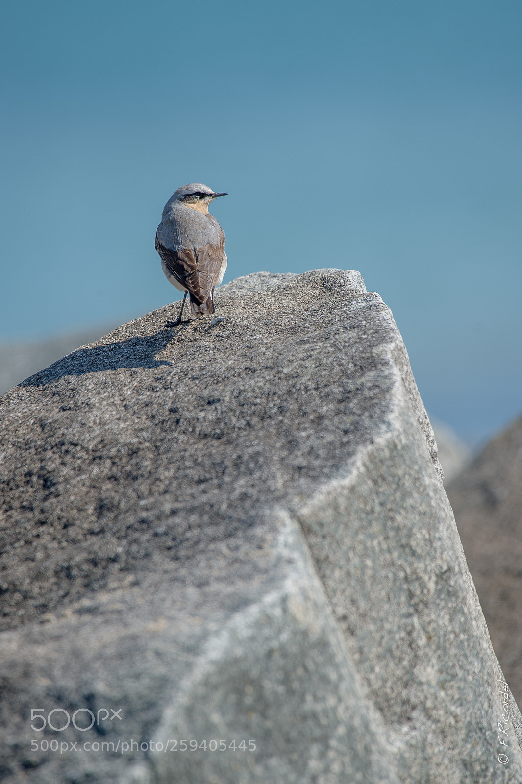 Nikon D4S sample photo. Northern wheatear on the photography