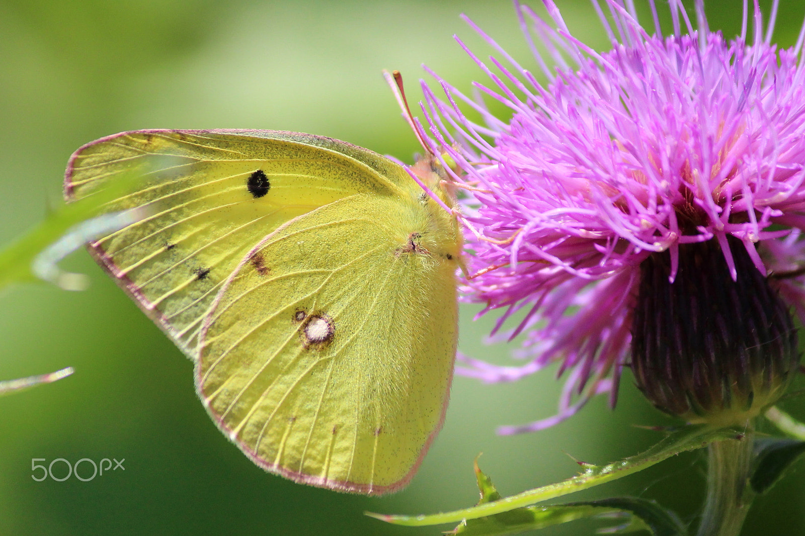 Canon EOS 100D (EOS Rebel SL1 / EOS Kiss X7) + Canon EF-S 55-250mm F4-5.6 IS II sample photo. Eastern pale clouded yellow photography