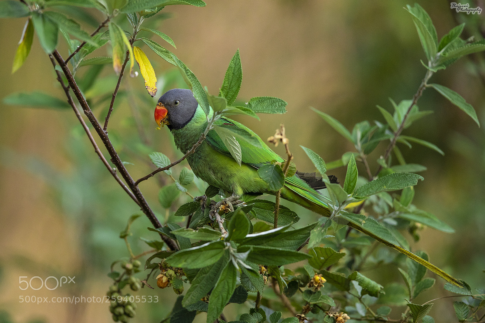 Canon EOS 5D Mark IV sample photo. Slaty-headed parakeet photography