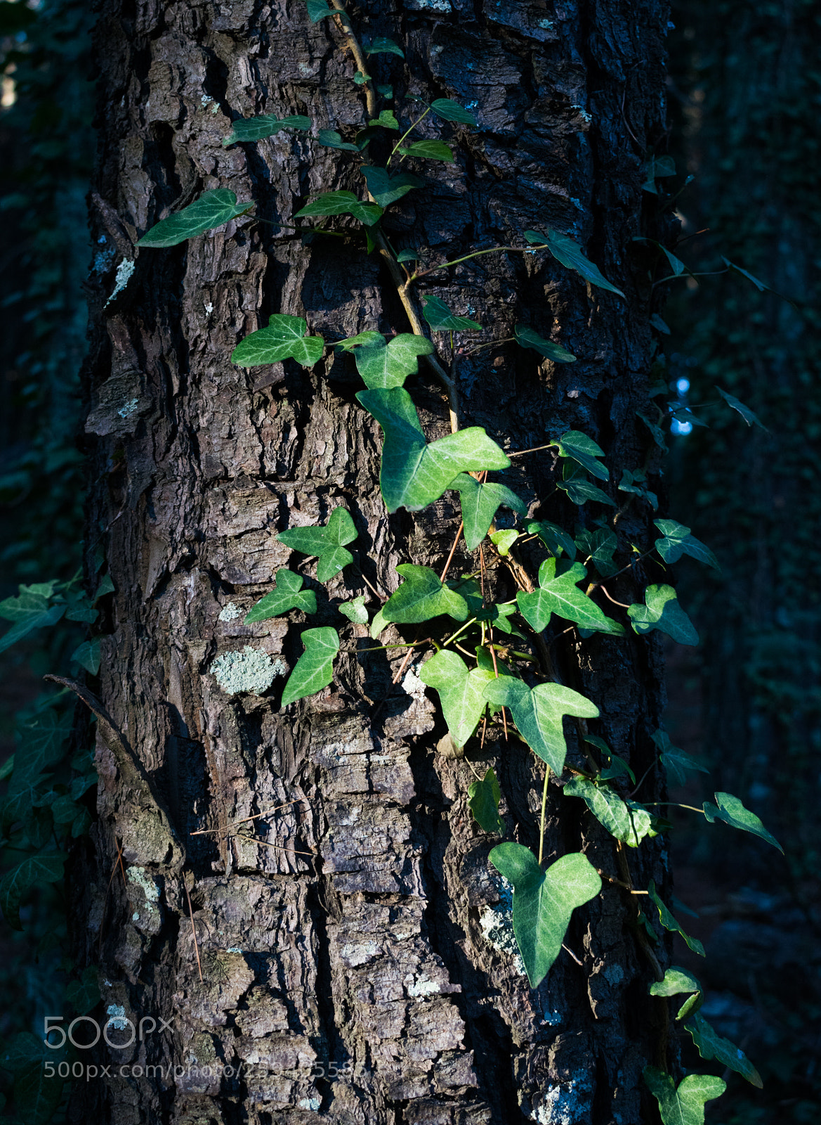 Nikon D5300 sample photo. Tree photography