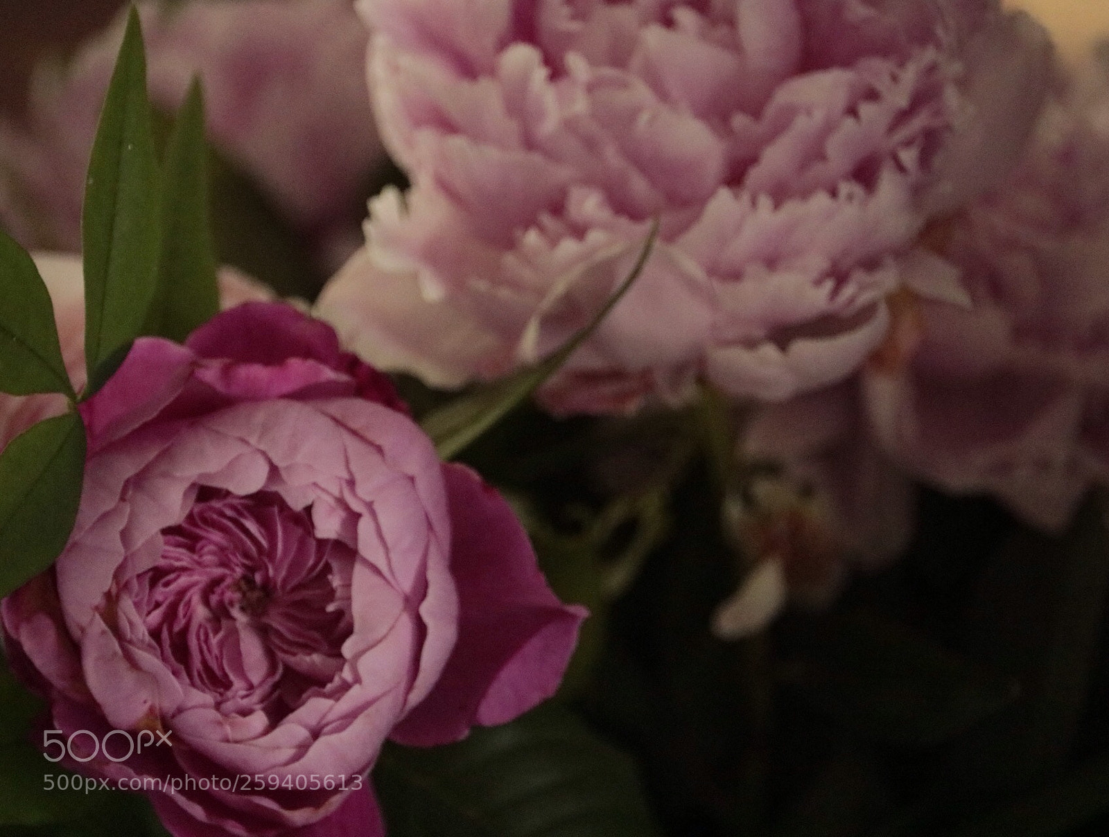 Canon EOS 750D (EOS Rebel T6i / EOS Kiss X8i) sample photo. Beauty

 photography