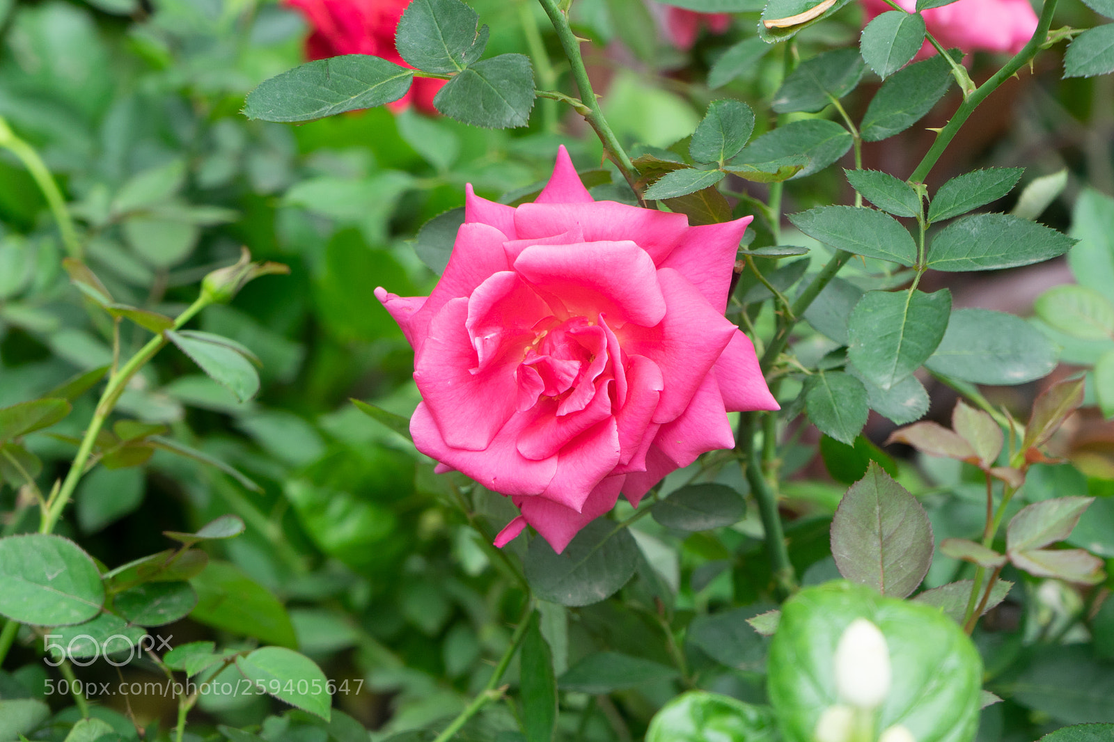Sony a7 sample photo. Bello rosa  rose photography