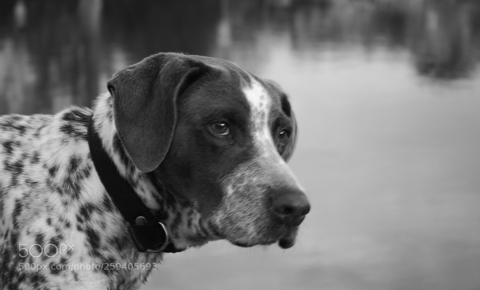 Nikon D5300 sample photo. Dog photography