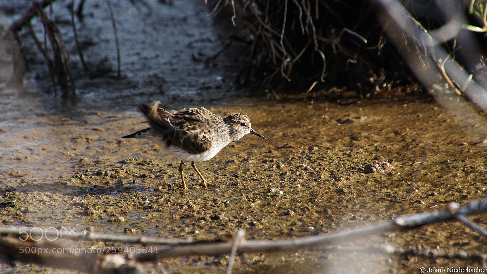 Sony ILCA-77M2 sample photo. Sandshower photography
