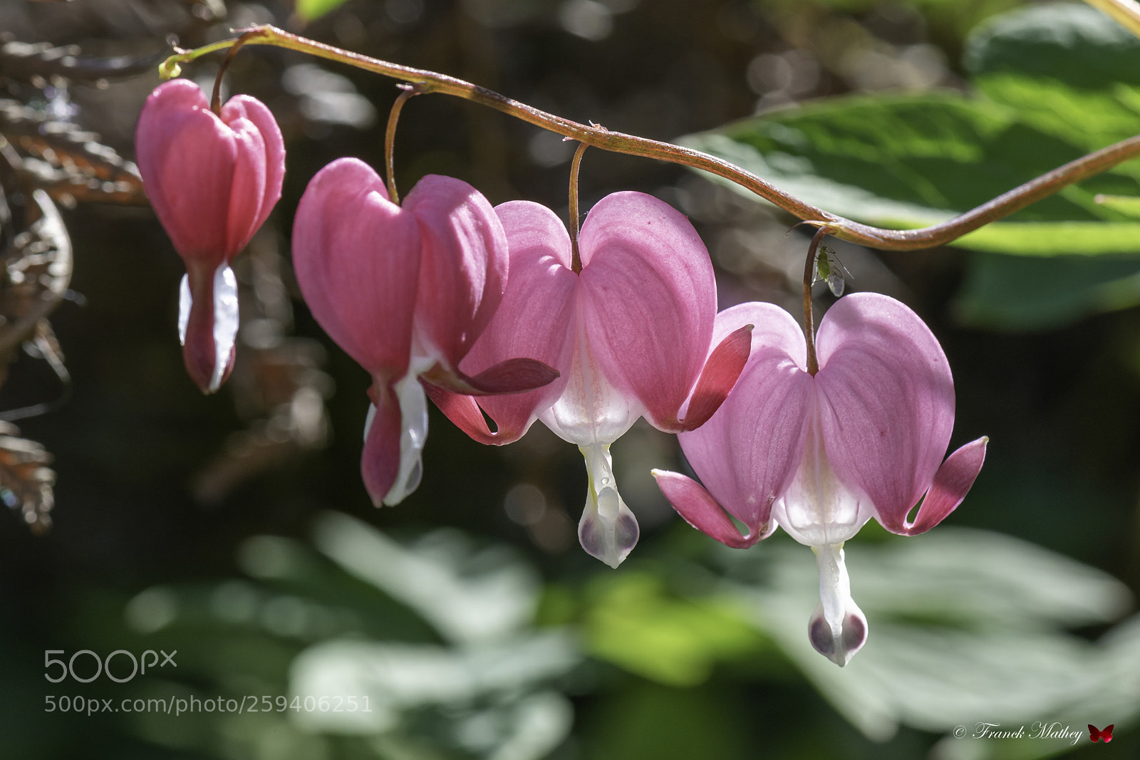 Nikon D850 sample photo. Cœur de marie. photography